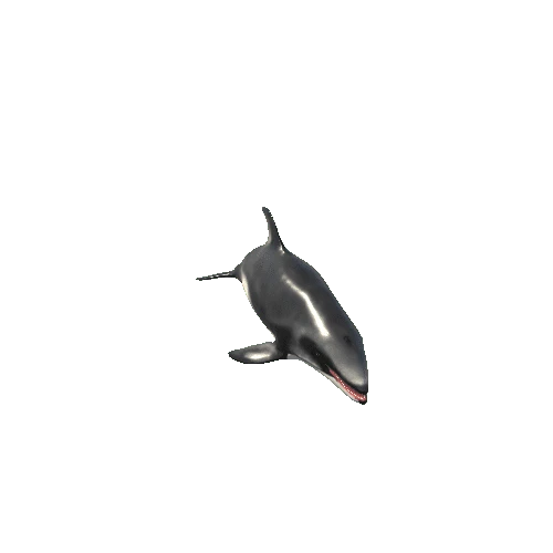 White_sided dolphin_Mesh_M